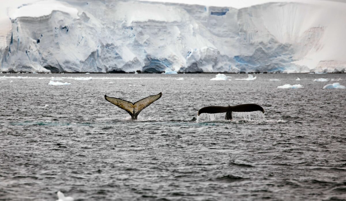 The beautiful view in icy Antarctica, whales swimming in the water